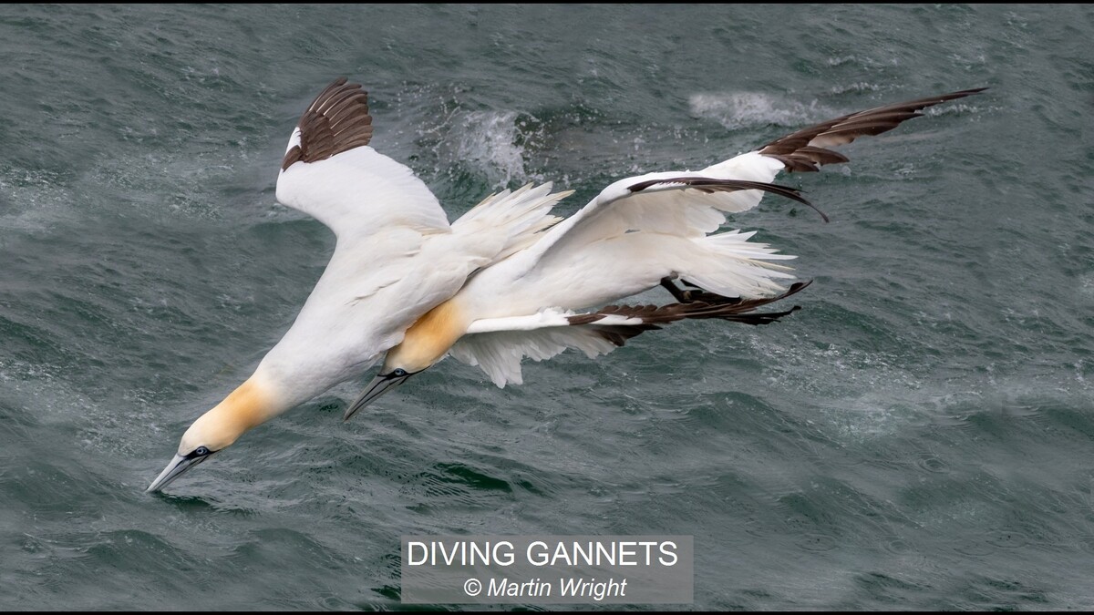 DIVING GANNETS